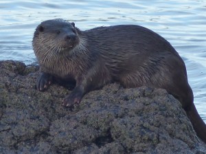 Otter , Loch na Keal