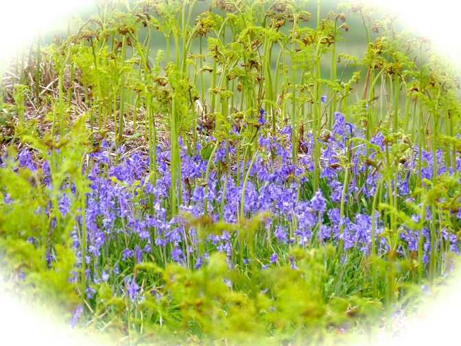 Bluebells