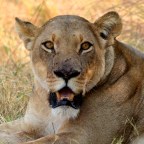 3 Days Wild Camp in Moremi NP