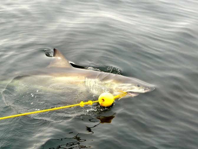 South Africa 2009 248