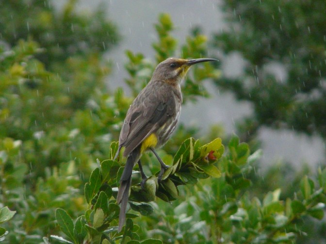 South Africa 2012 part 2 089