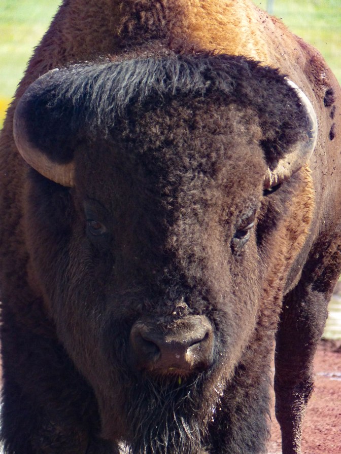 bison