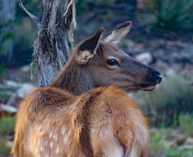 elk-fawn