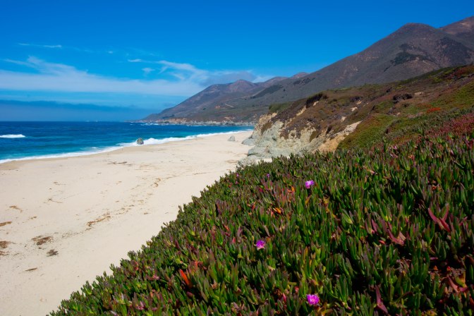 garrapata-beach-and-flowers