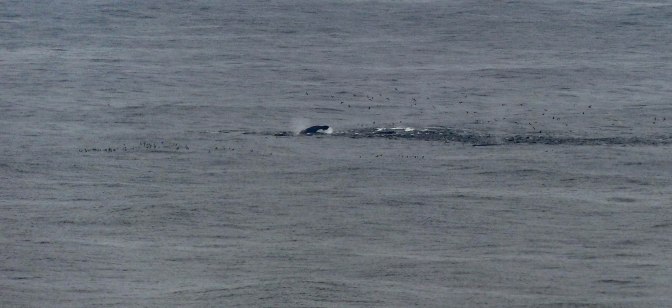 humpbacks-feeding-offshore