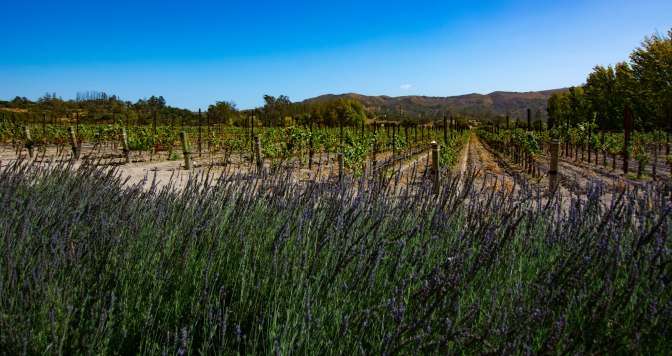 lavendar-melvilles-winery