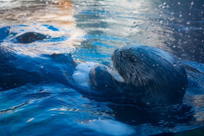 sea-otter-with-iced-prawns