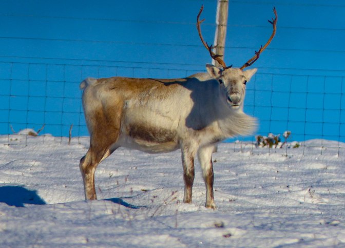 male-reindeer