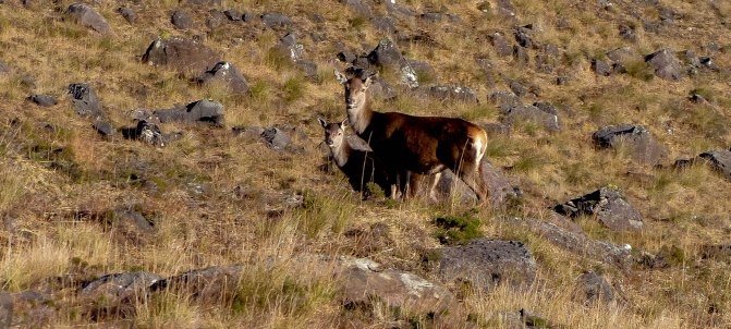 the-hind-and-one-calf
