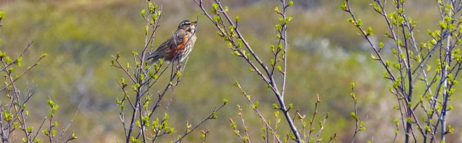 redwing