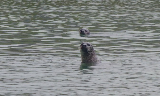 knockv seals