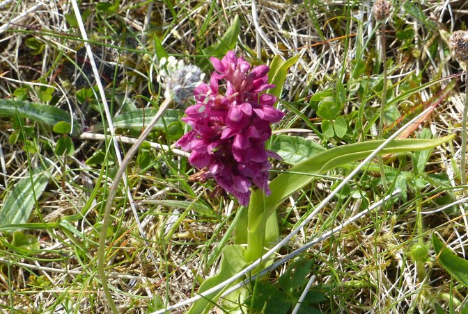 marsh orchid
