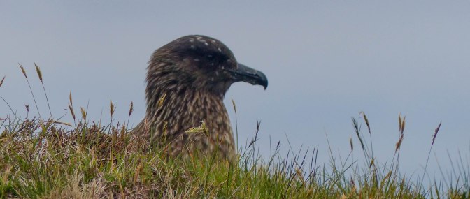 nesting skua