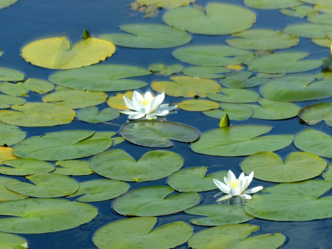 Waterlillies, Harris