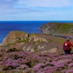 ISLAY -WILD GOATS AND HEATHER:THE MULL OF OA