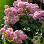 EAST SUSSEX AND KENT: HEVER CASTLE, SCOTNEY AND THE GLORIES OF Sissinghurst