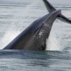 ALASKA  – ICY STRAIT, WHALES AND BEAR WATCHING